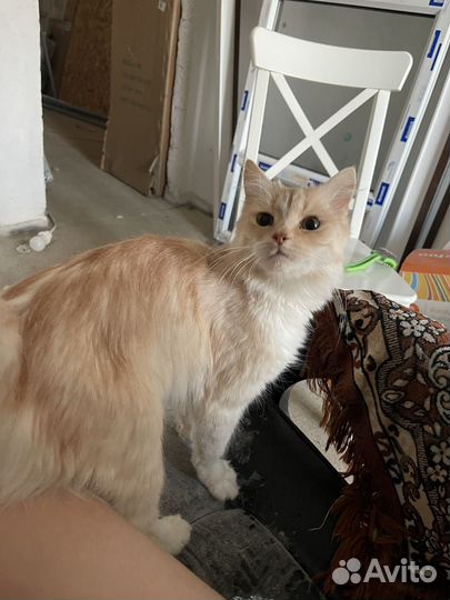 Котенок-девочка в добрые руки бесплатно