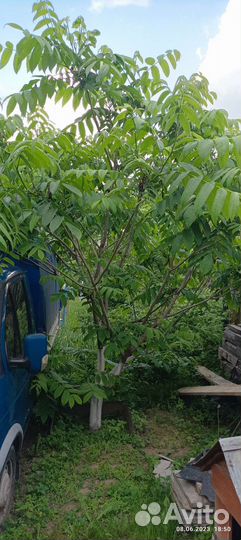 Саженцы манжурского ореха