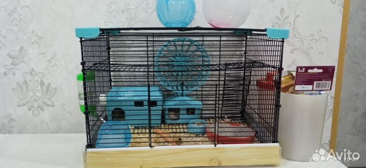 Джунгарский хомяки