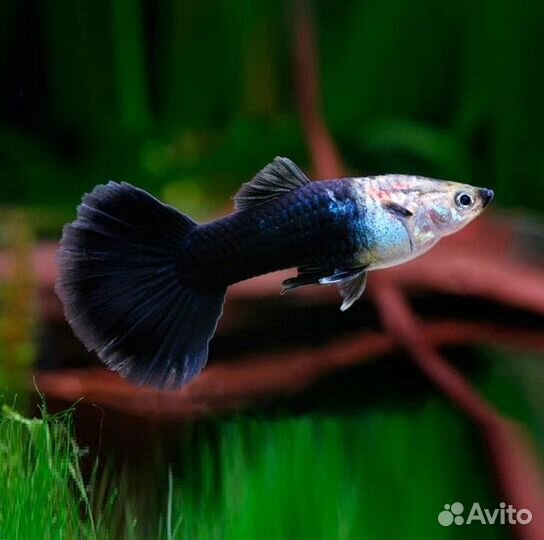 Гуппи Черный принц (Poecilia reticulata)
