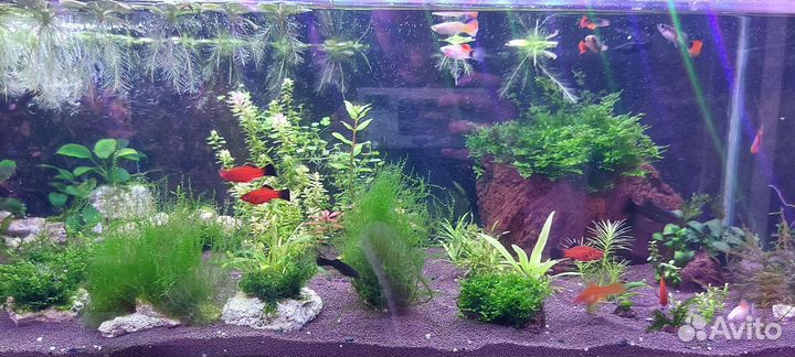 Аквариумные растения, мох