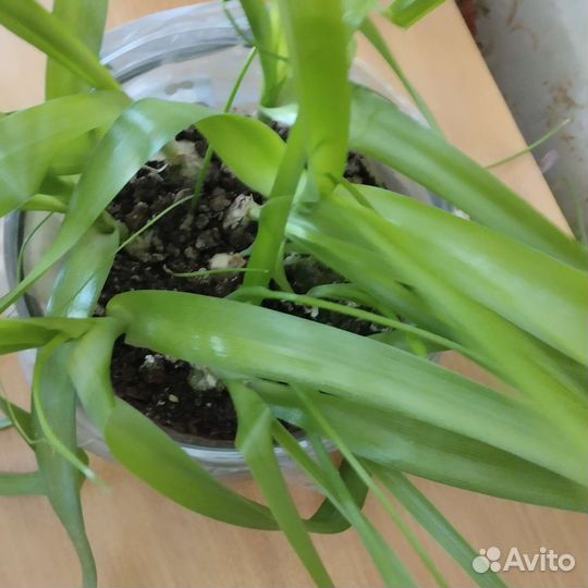 Лечебный индийский лук