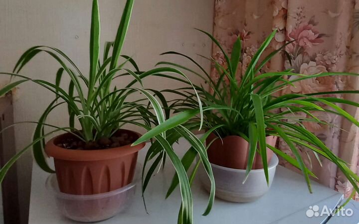 Комнатные растения