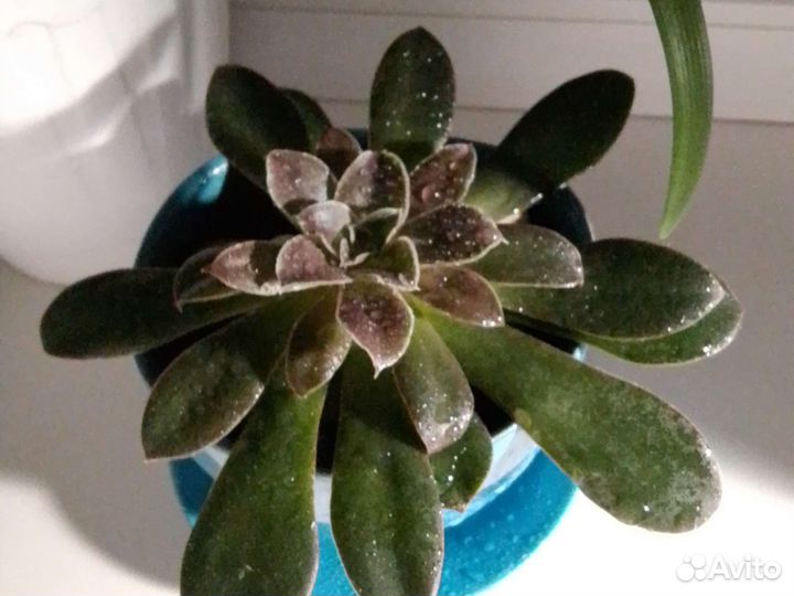 Валотта, суккуленты