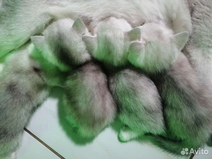 Серебристая шиншилла котята