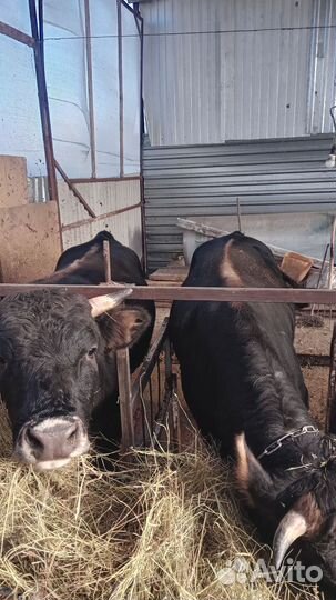 Продам быков