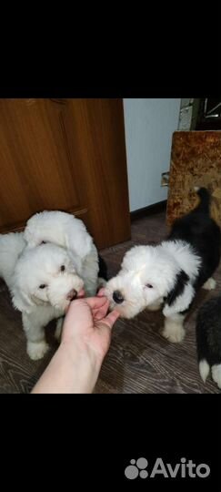 Бобтейл мишки