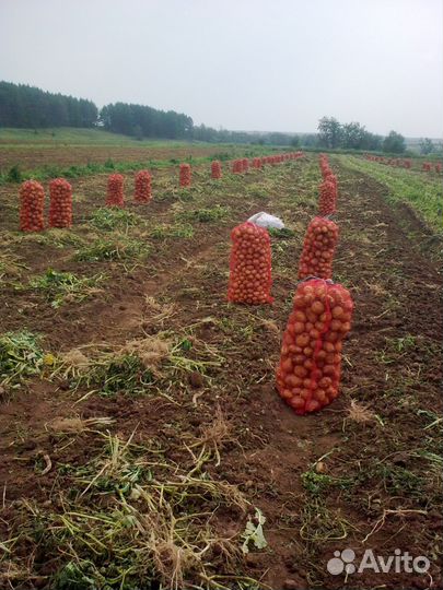 Картофель Беллароза