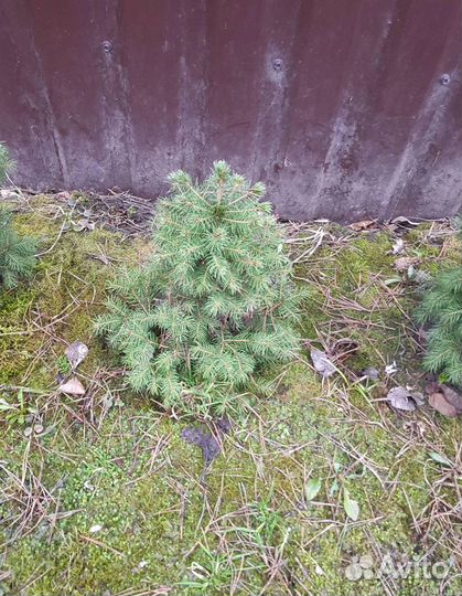 Ель канадская Коника