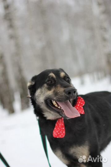 Небольшой пёс в поисках дома