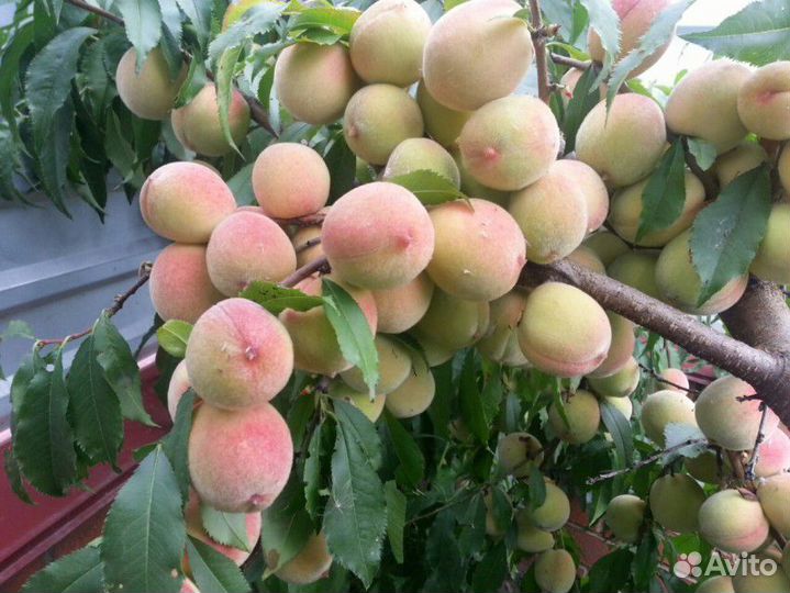 Саженцы персика