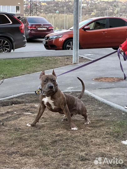 Амстафф вязка