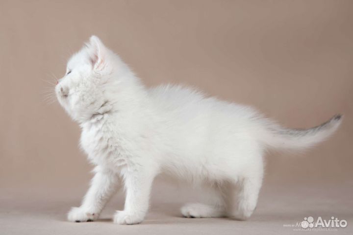 Котята серебристые шиншиллы колор поинт