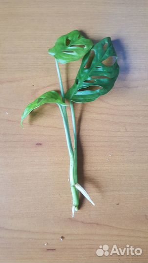 Монстера Манки Комнатное растение