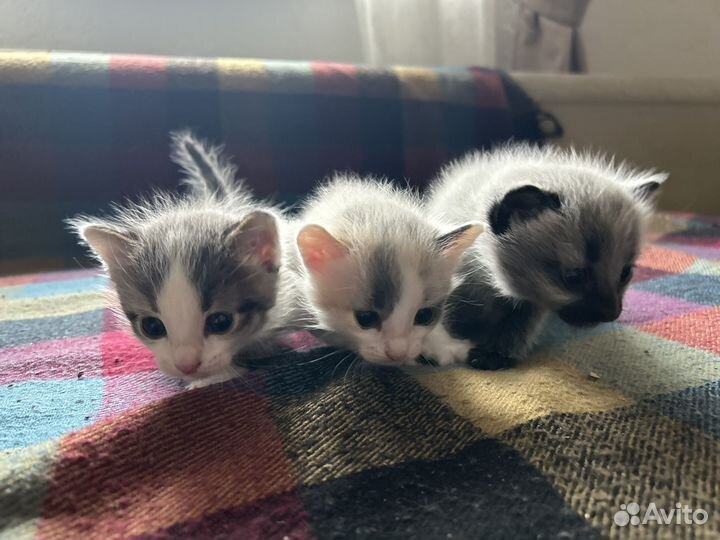 Котята в добрые руки