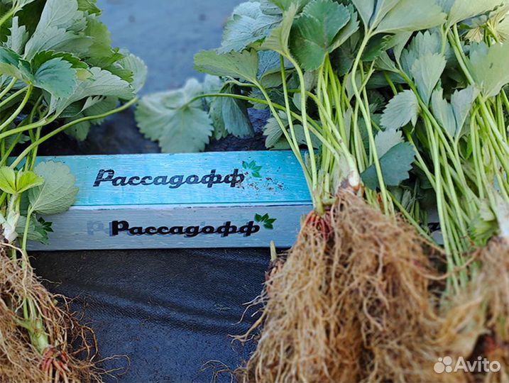 Рассада клубники. Оптом от 128 шт