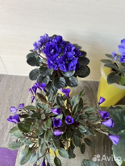 Цветущие мини и трейлерные фиалки