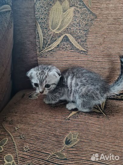 Вислоухие котята