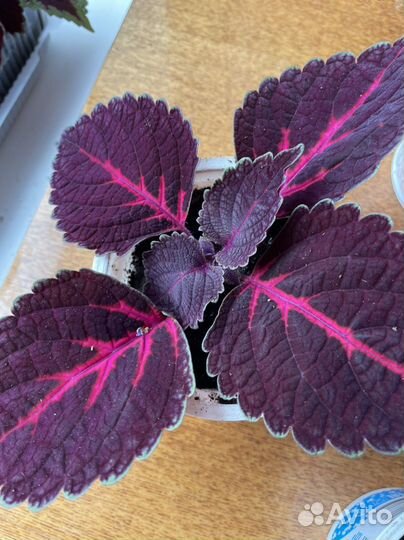 Колиус (укоренённые отростки)