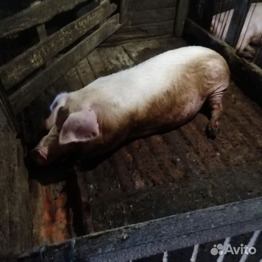 Поросята ландрас