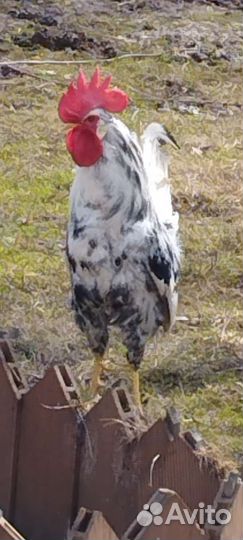 Петух леггорн далматинец 2 мес