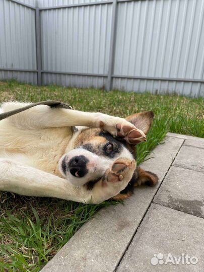 Собака в добрые руки