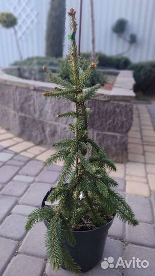 Хвойные растения