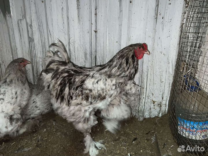 Продам птицу