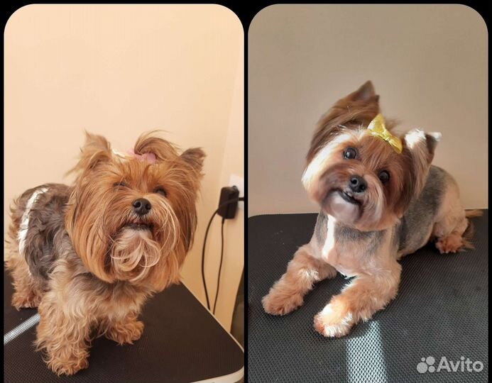 Груминг собак мелких пород