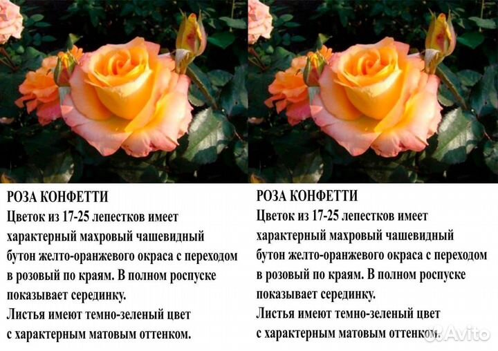 Розы саженцы 45 сортов