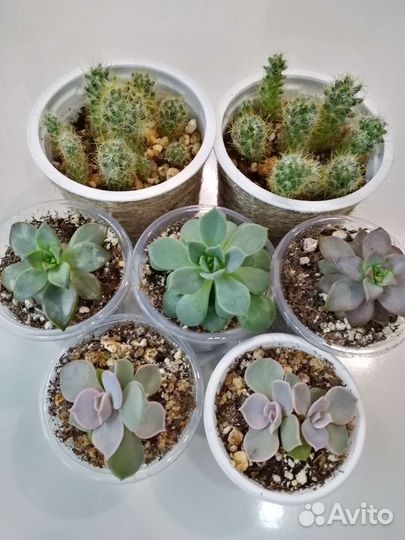 Суккуленты