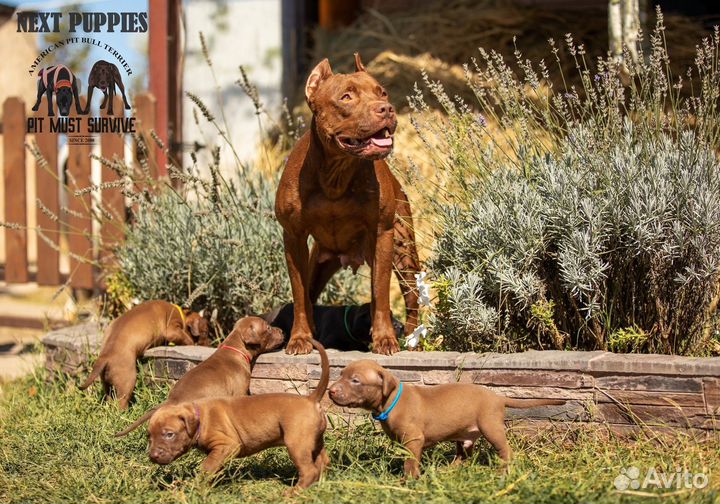 Американский пит-буль терьер (апбт)