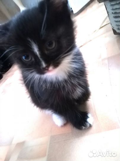 Котенок в дар бесплатно