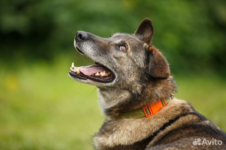Малыш - лучший друг из приюта