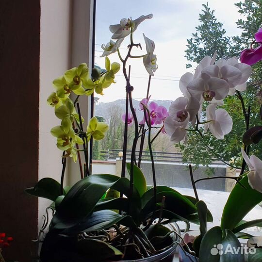 Уличныее растения