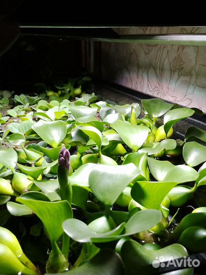 Аквариумные растения