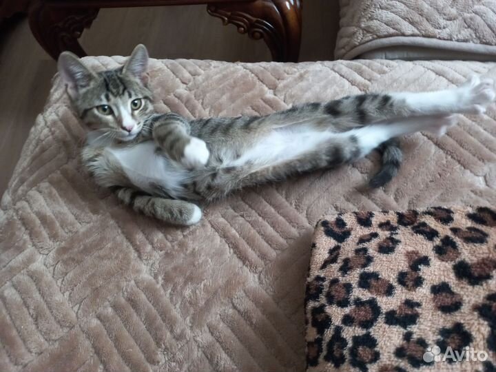Котенок мальчик в добрые руки