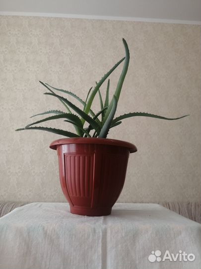 Столетник (алоэ)