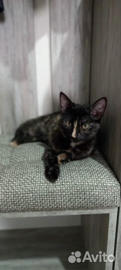 Котята подростки стерилизованы в добрые руки