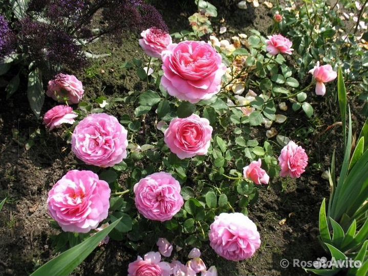 Английская Роза Princess Alexandra of Kent