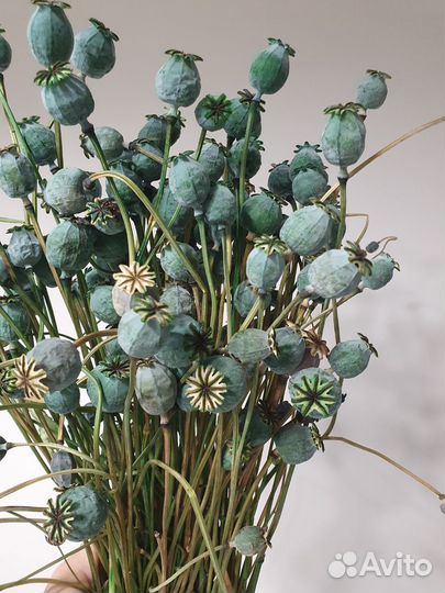 Мак стабилизированный