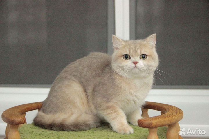 Котик голубое золото