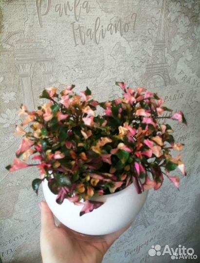 Альтернантера