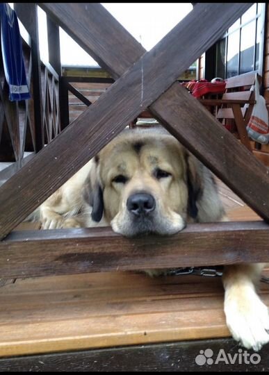 Погуляю с вашей собакой