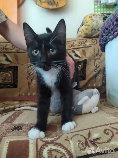 Очаровательный котик