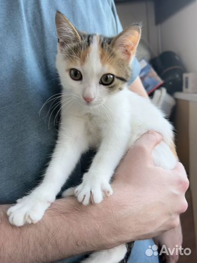 Котенок девочка в добрые руки