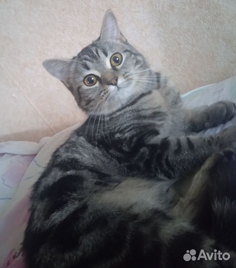 Кошечка в добрые руки