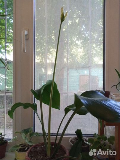 Эухарис амазонская лилия