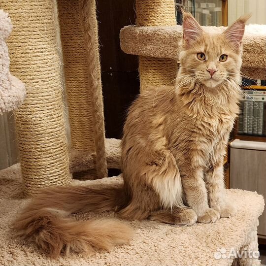 Девочка мейн кун из питомника Fiery Friend