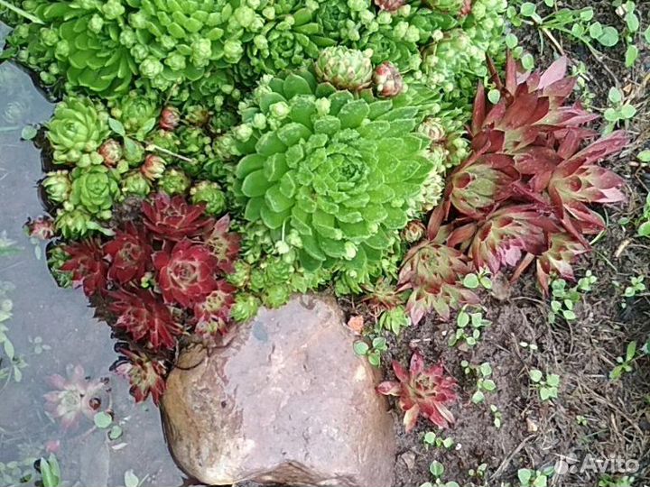 Каменные розы и др почвопокровники